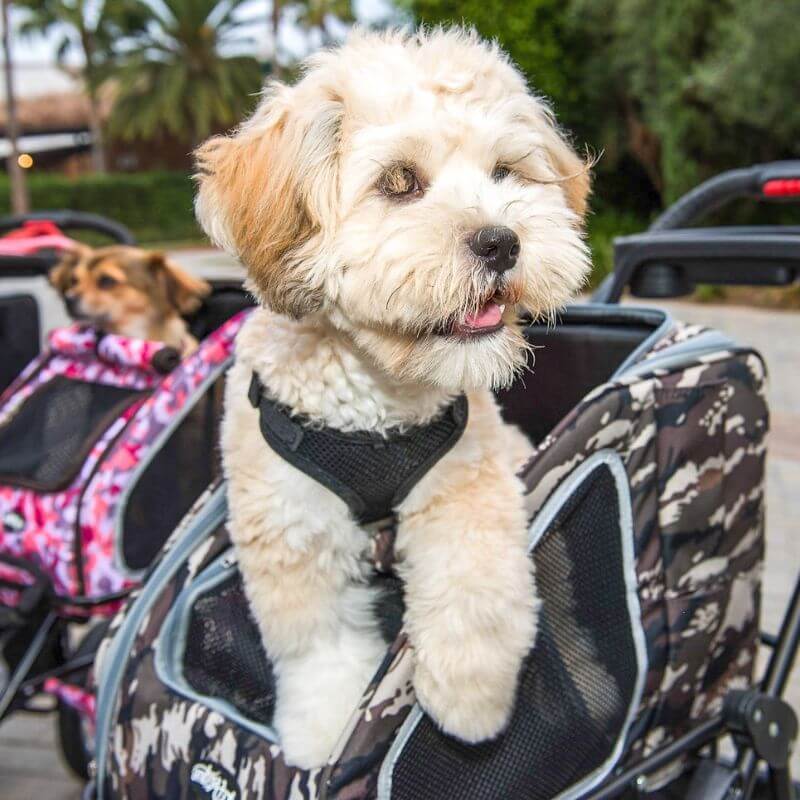 Petique 5-in-1 Airline Approved Dog Carrier with Wheels for Plane