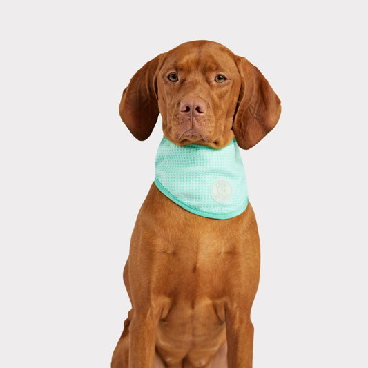 GF Pet Ice Band® Dog Cooling Bandana