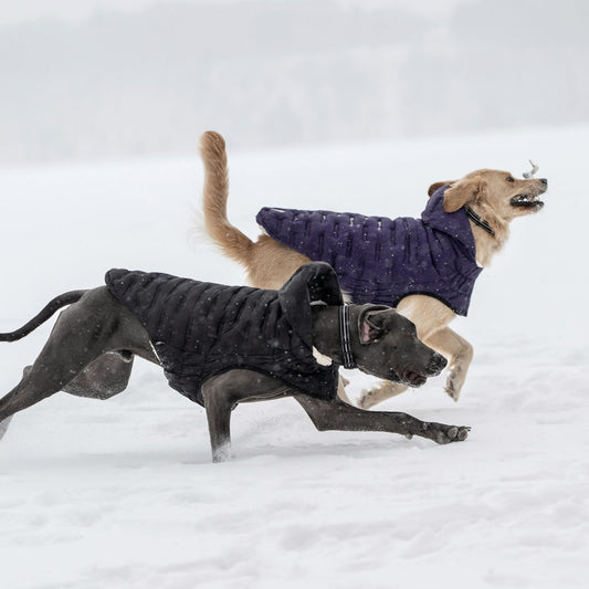 GF Pet Cloud Parka