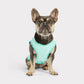 GF Pet Elasto-Fit Ice Vest Cooling Vest for Dogs