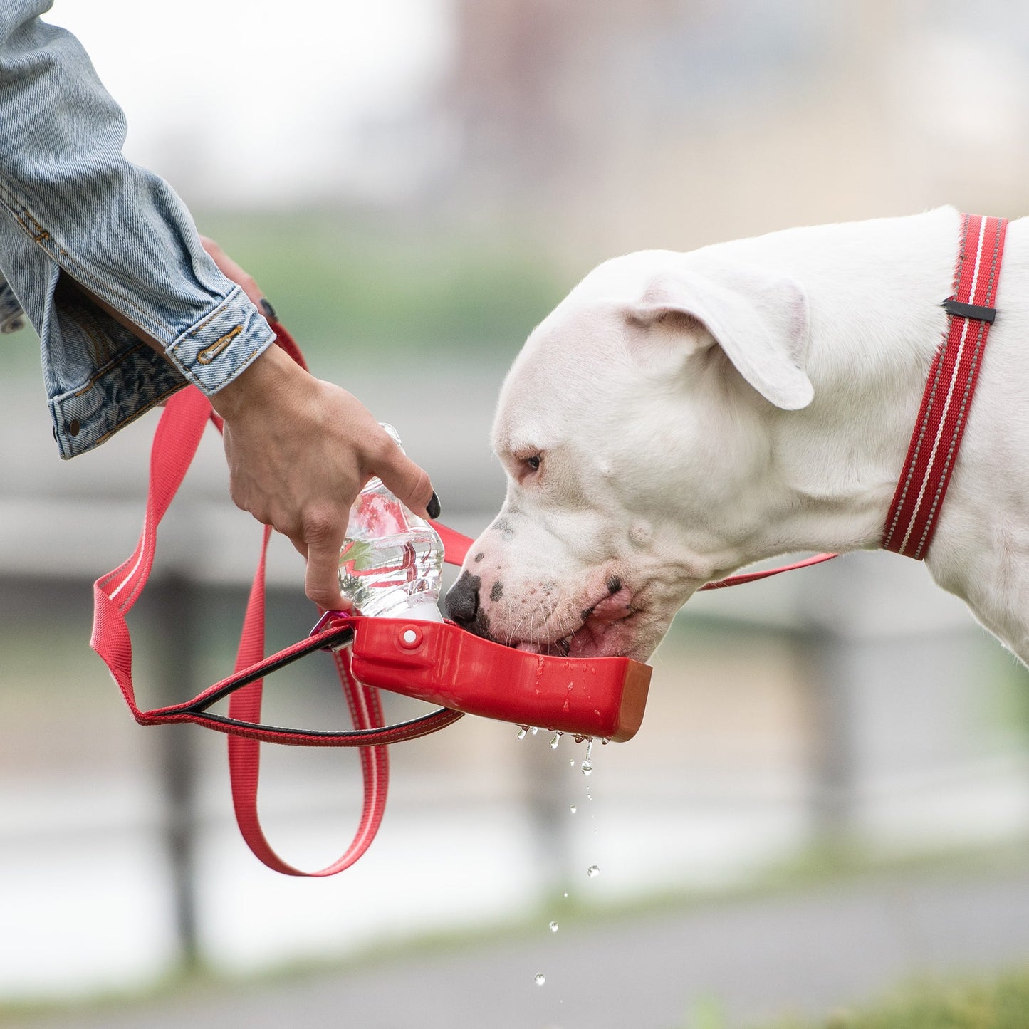 GF Pet Collapsible Water Bottle