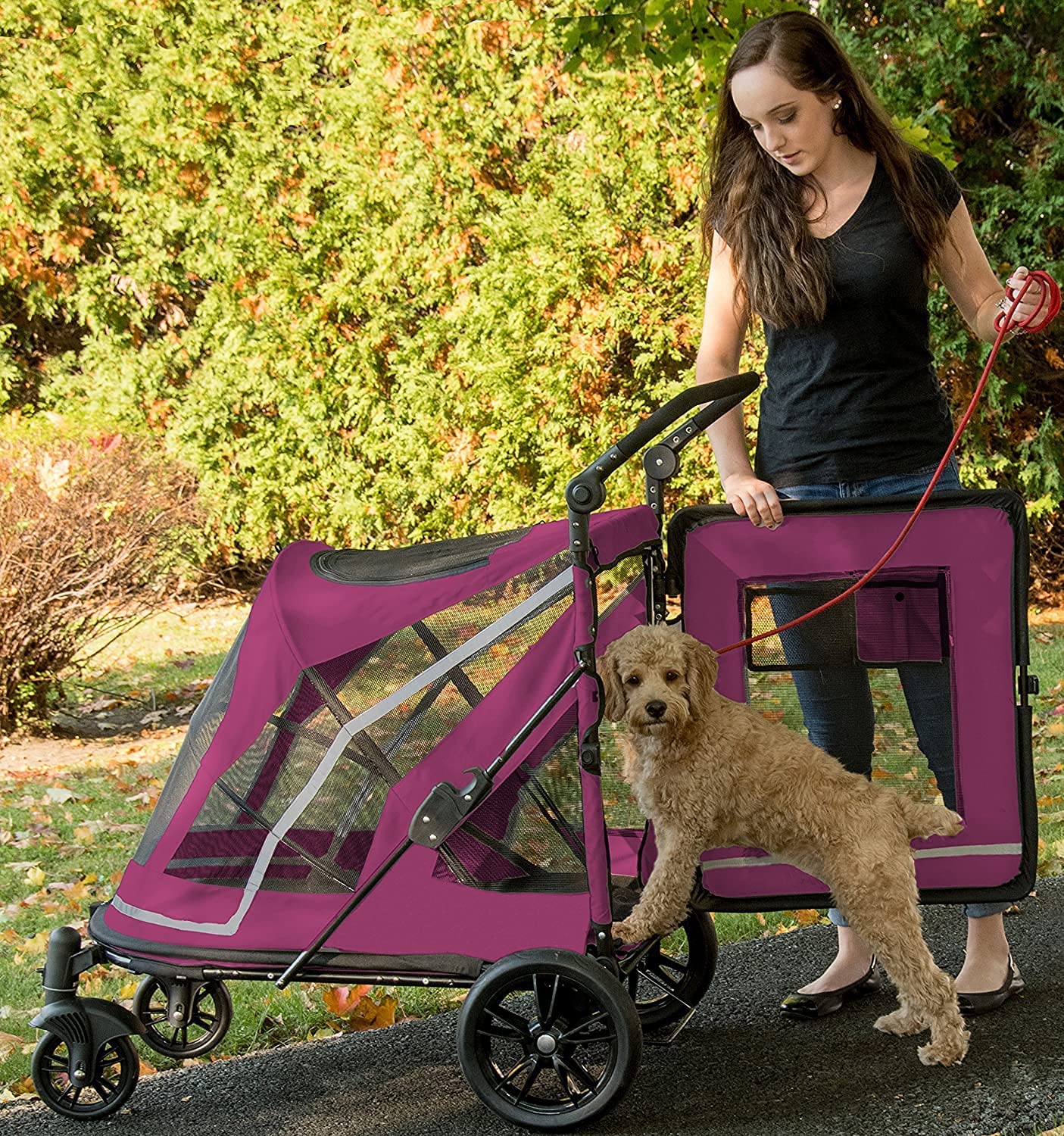 Medium size dog entering Pet Gear Expedition dog stroller from back entry