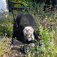 Small dog sitting inside the Petique Simplicity dog stroller parked in grass field.