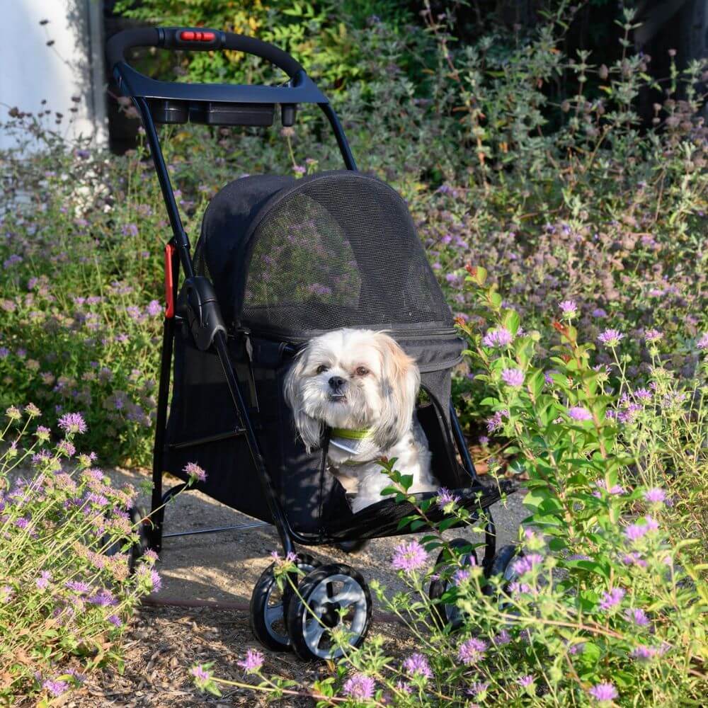 Small dog sitting inside the Petique Simplicity dog stroller parked in grass field.