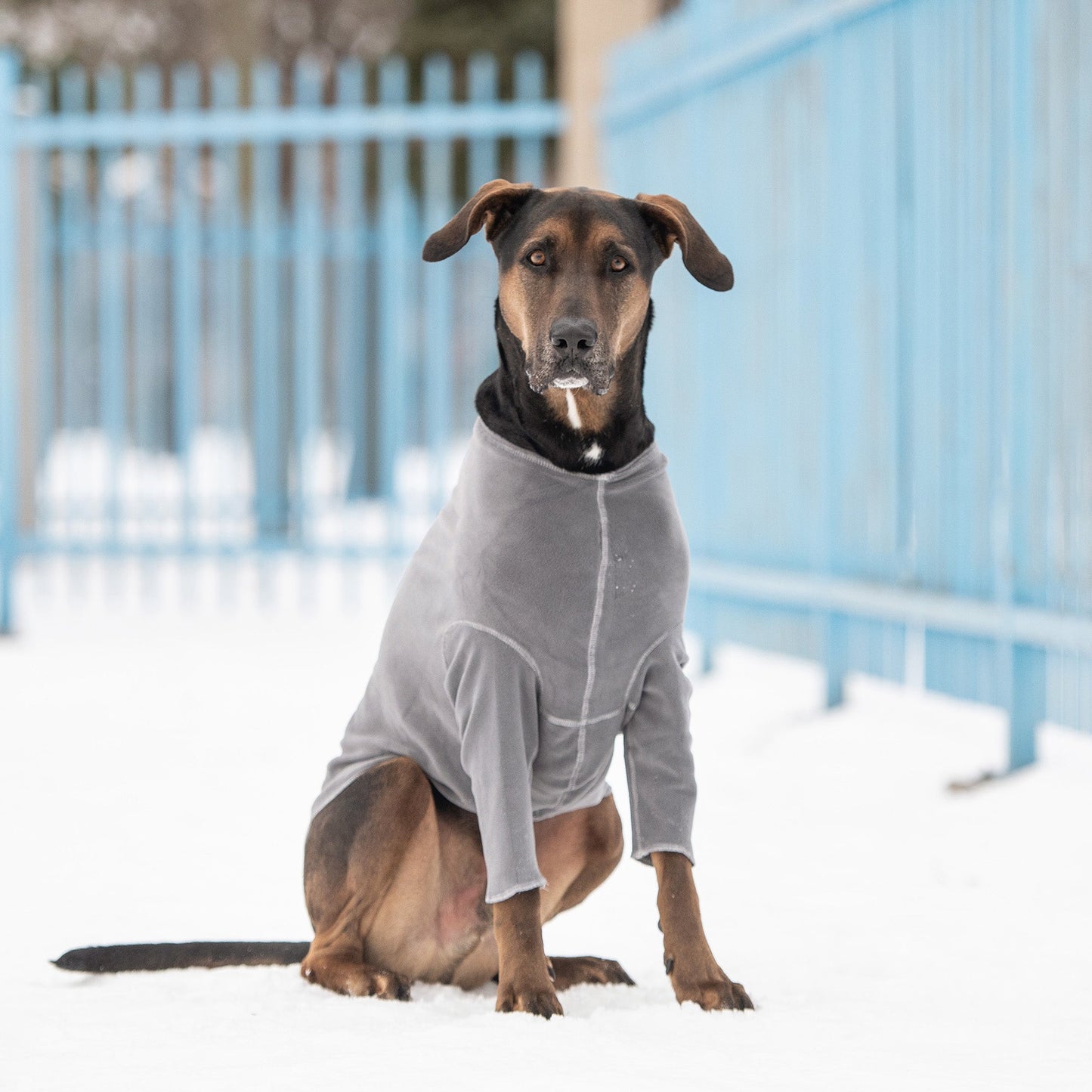 GF Pet Gondola Base Layer - Charcoal