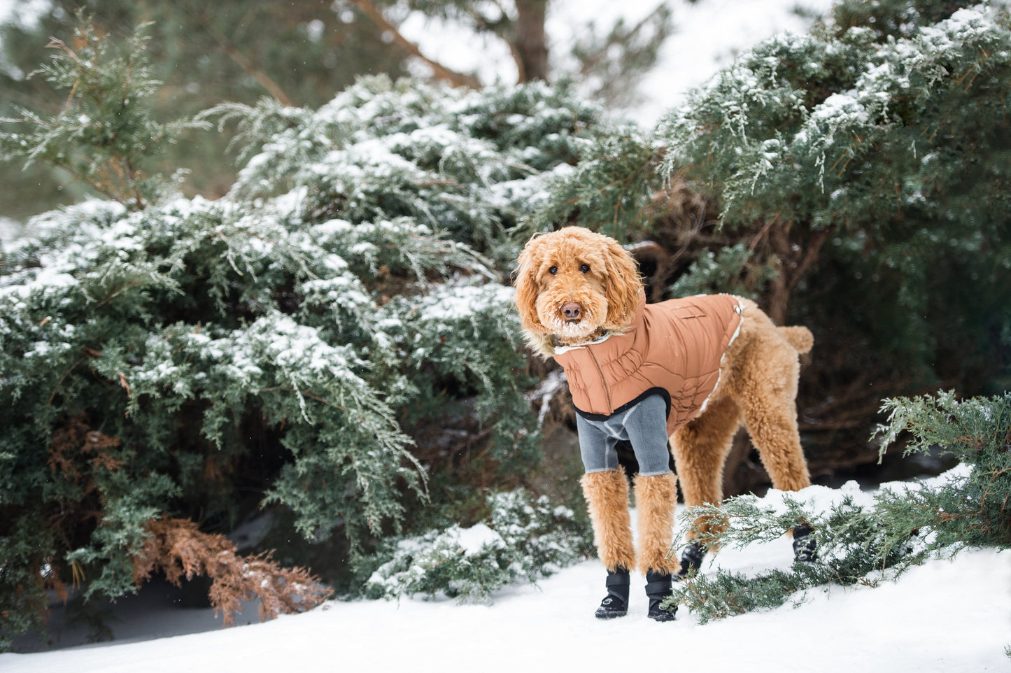 GF Pet Urban Parka - Caramel