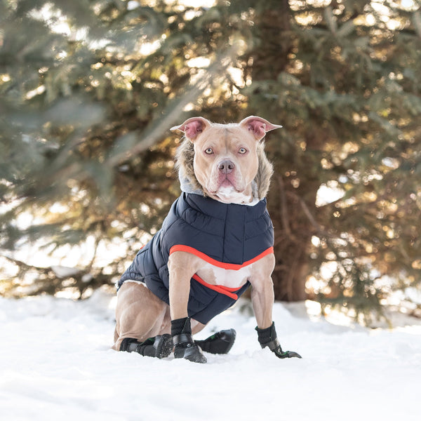 GF Pet Winter Sailor Parka - Navy