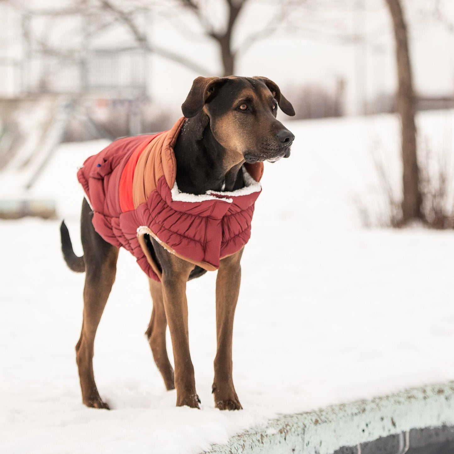 GF Pet Retro Puffer - Dark Red