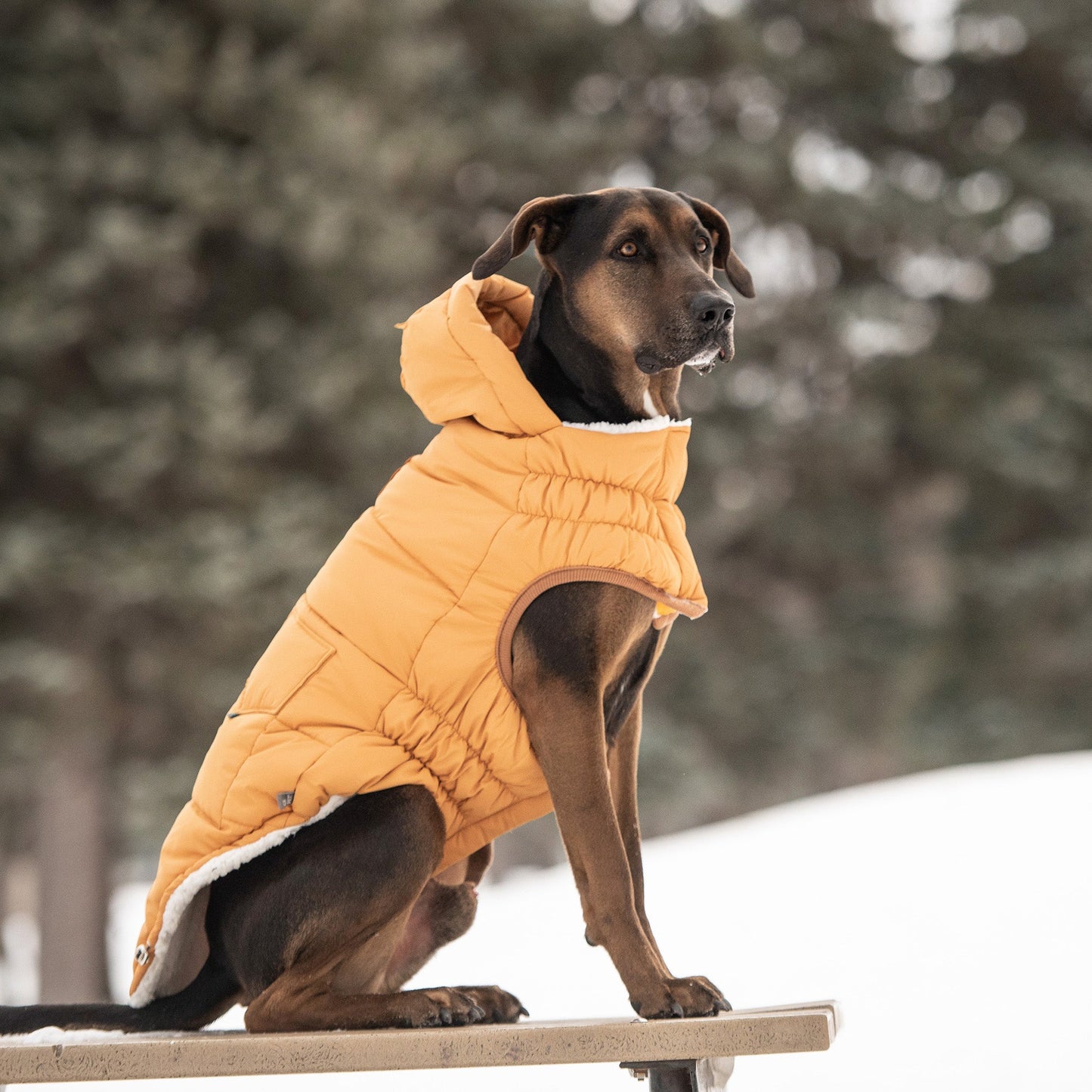 GF Pet Super Puff Parka - Yellow