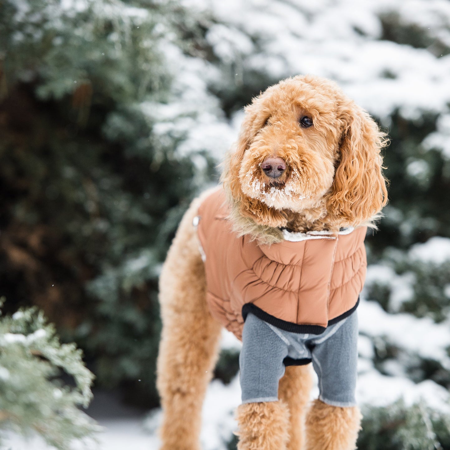 GF Pet Urban Parka - Caramel