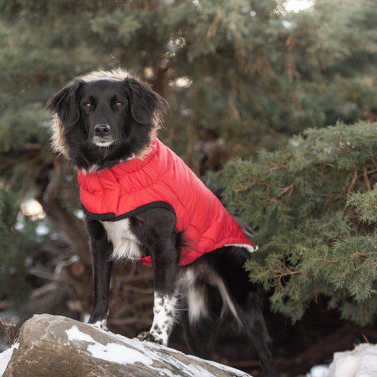 GF Pet Urban Parka - Red