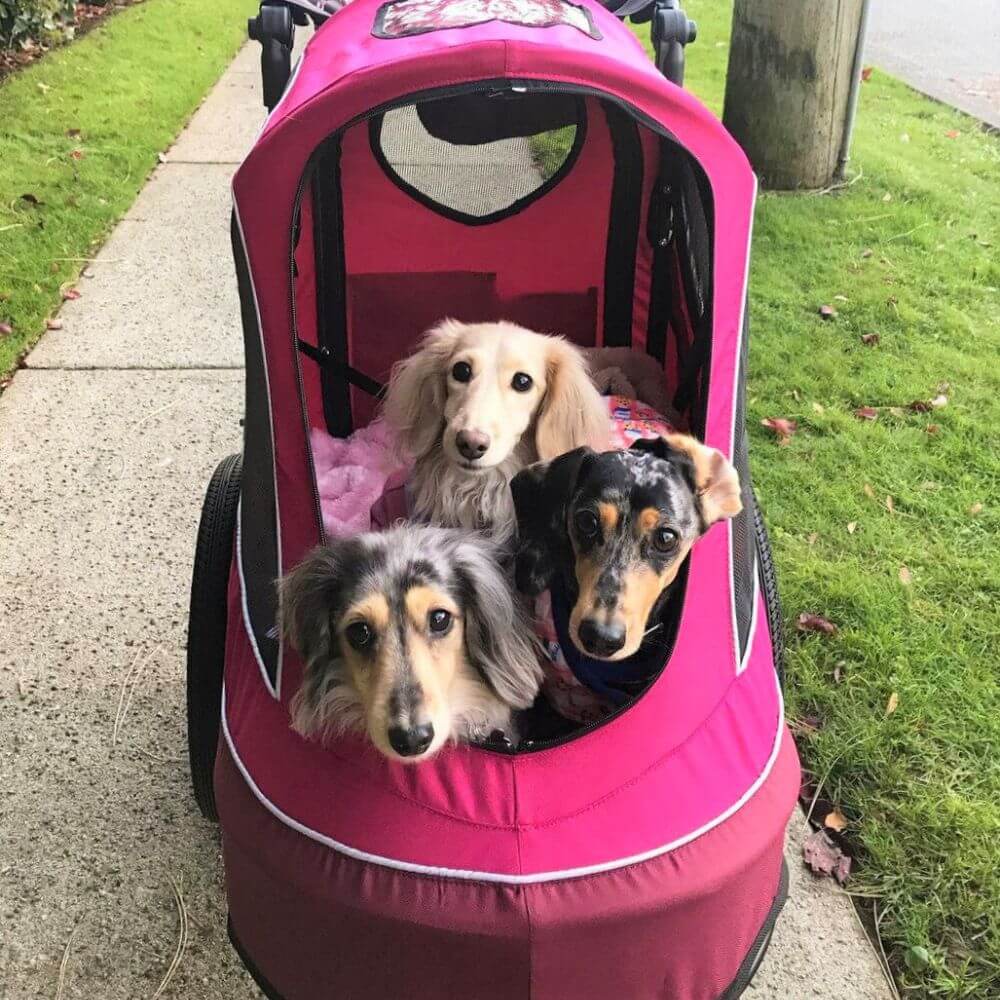 Three small dogs inside Petique All Terrain dog jogger.