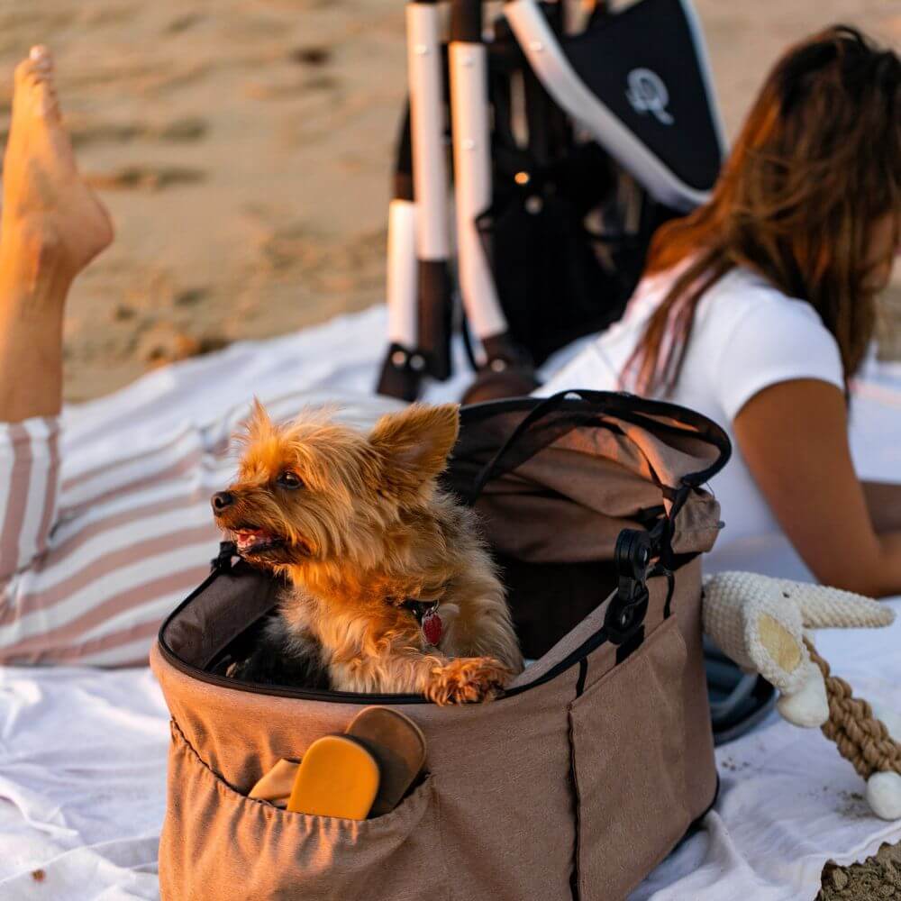 A small dog sitting inside the Petique Newport dog carrier on the beach.